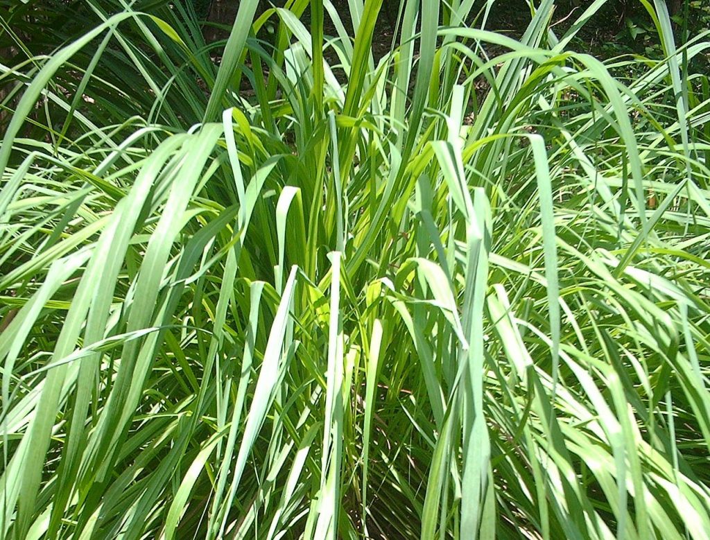 Citronella
