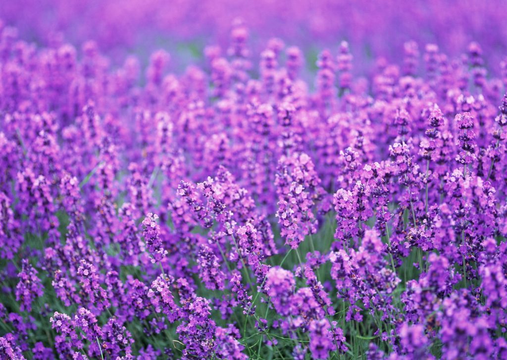 Lavender