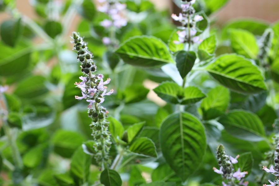 Tulsi (Holy Basil)