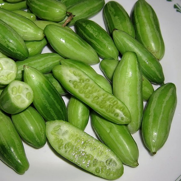 coccinia-grandis-ivy-gourd-tindola-seeds