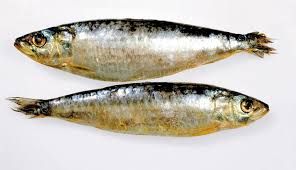 Sardines