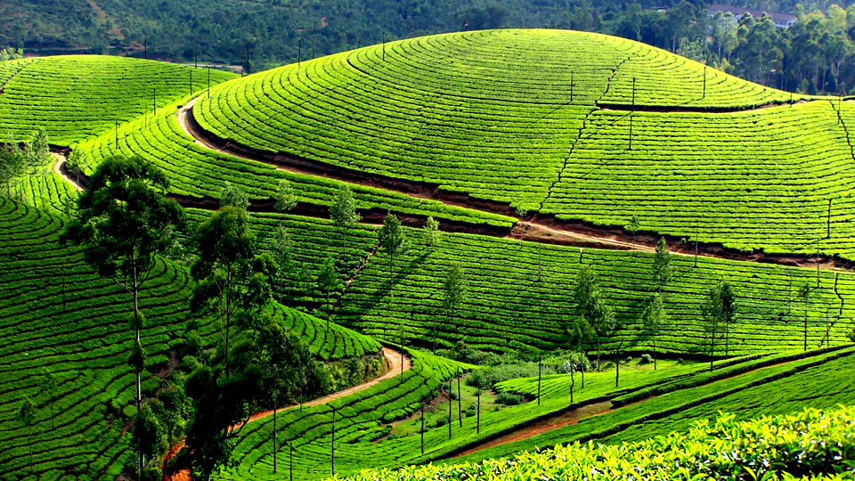 kerala munnar tea garden